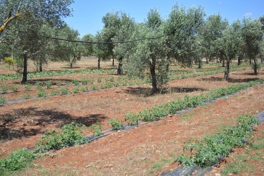 Agriturismo "Terra D'Ulivi" Villa Porto Cesareo Kültér fotó